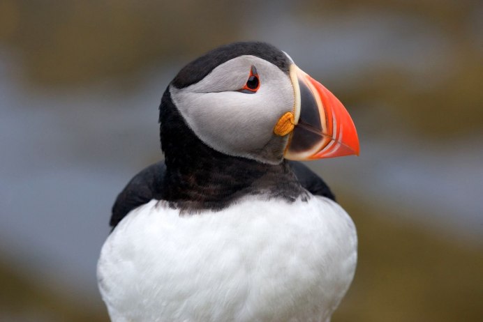 Ботинкоклювый китоглав