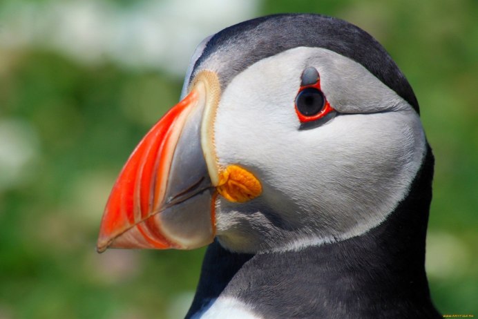 Истукан птица