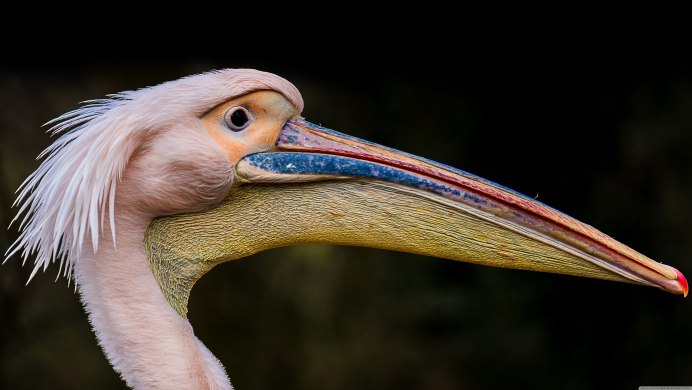 Птица с красным носом