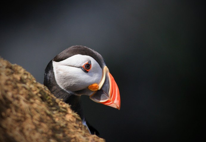 Тупик клюв птица