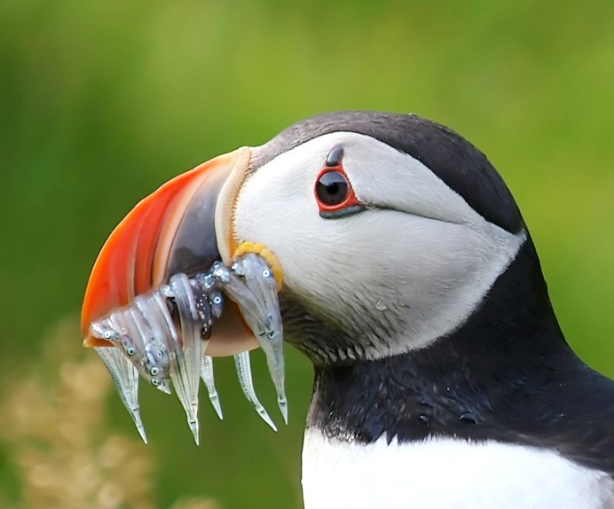 Птичка с тупым клювом