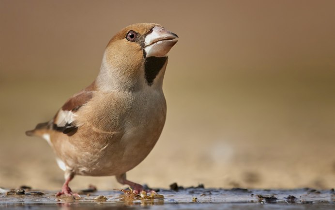 Китоглав Королевская цапля