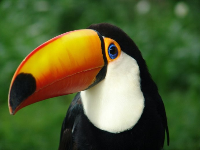 Птица с загнутым клювом