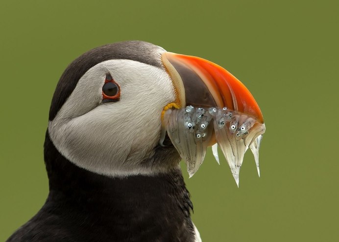 Коричневая птица