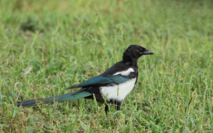 Black billed Magpie