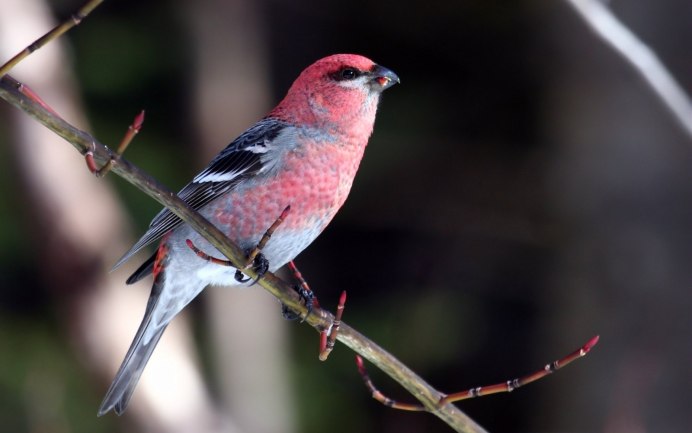 Китайская Лазоревая сорока (Urocissa sinensis)