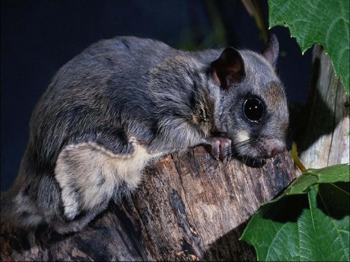 Летяга обыкновенная Pteromys volans