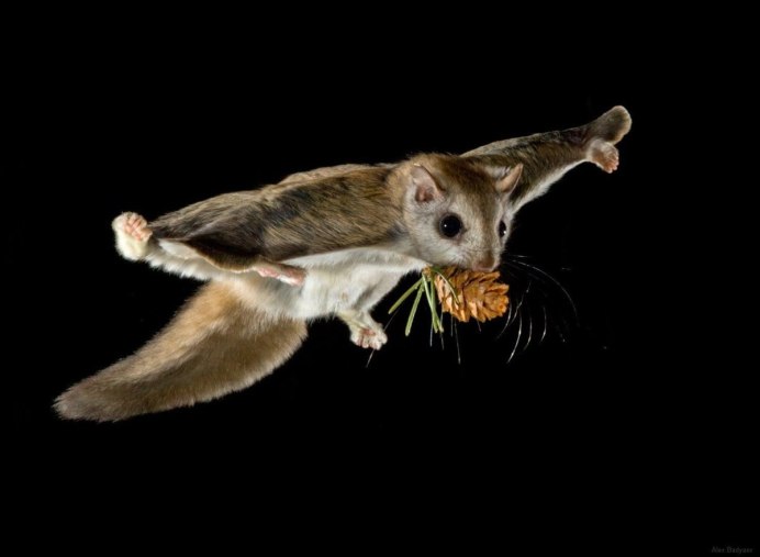 Летяга обыкновенная Pteromys volans