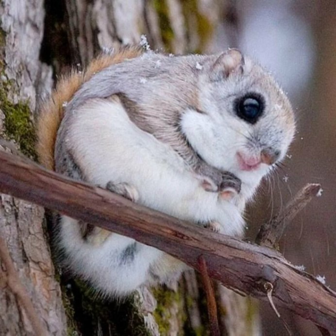 Glaucomys sabrinus