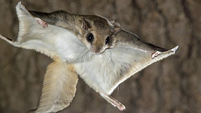Летяга (Pteromys volans)
