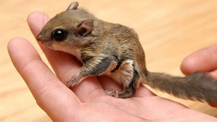 Летучая белка (Pteromys volans)