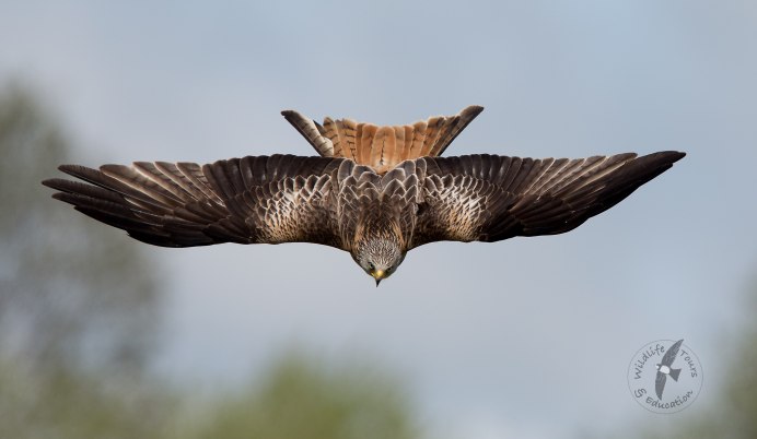 Сапсан птица