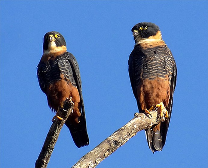 Вечерний Сокол