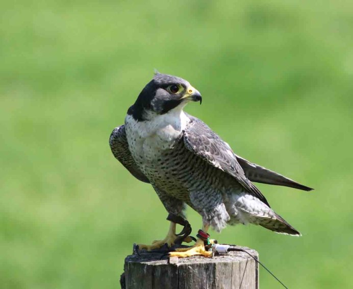 Орёл Беркут в атаке