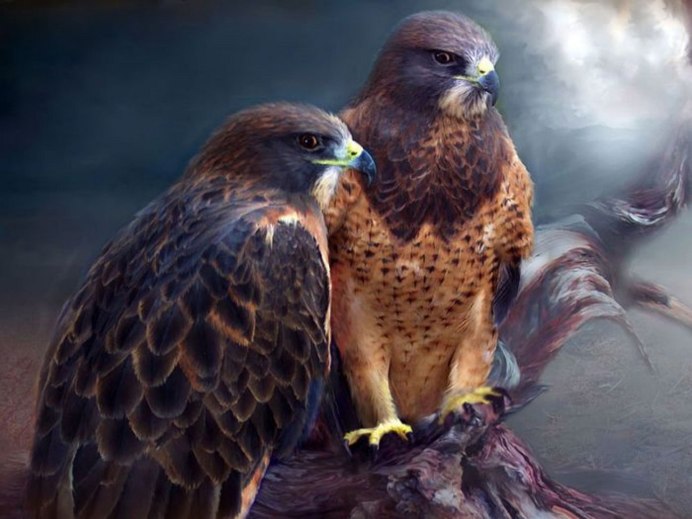 Орлан Орел Коршун