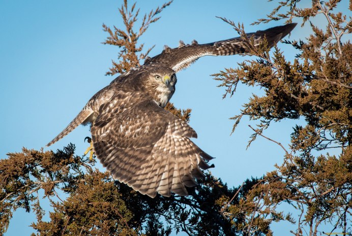 Сокол Сапсан Крылья