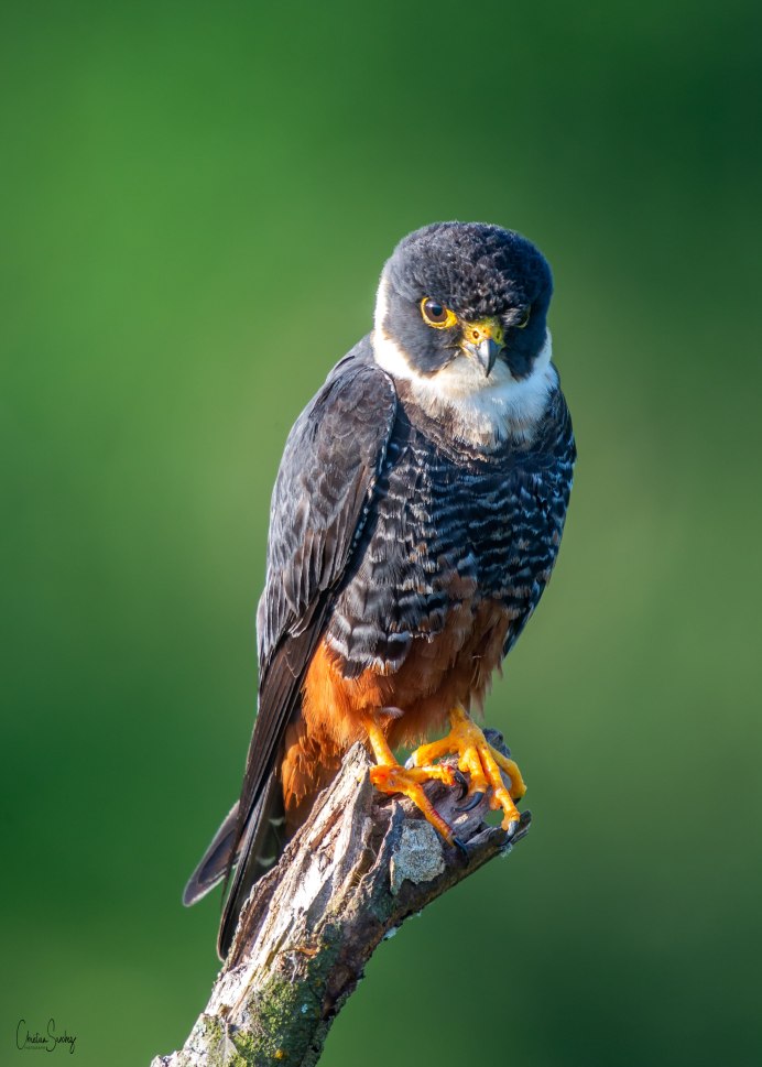 Сокол Пилигрим