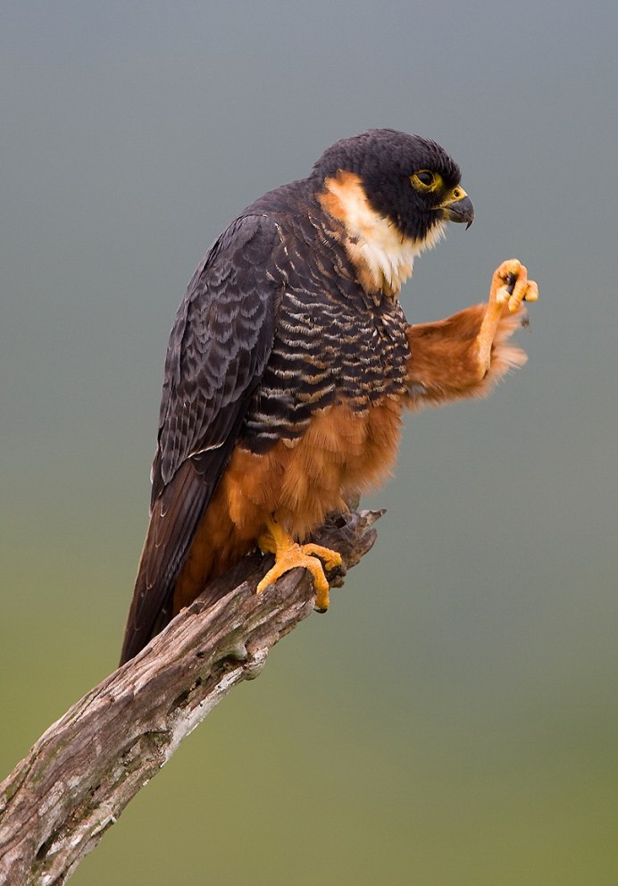 Молодой Сапсан Сокол Сапсан