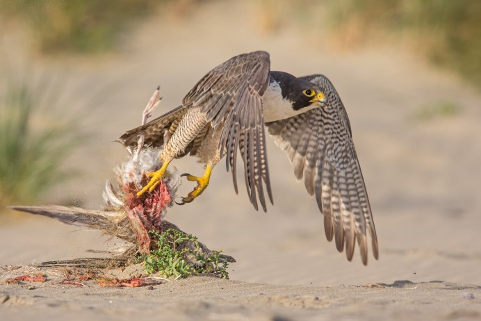 Коршун размах крыльев