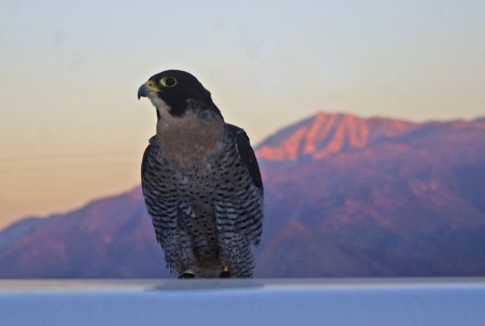 Сапсан размах крыльев