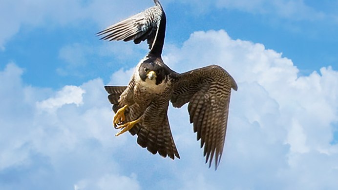 Сокол Сапсан в полете