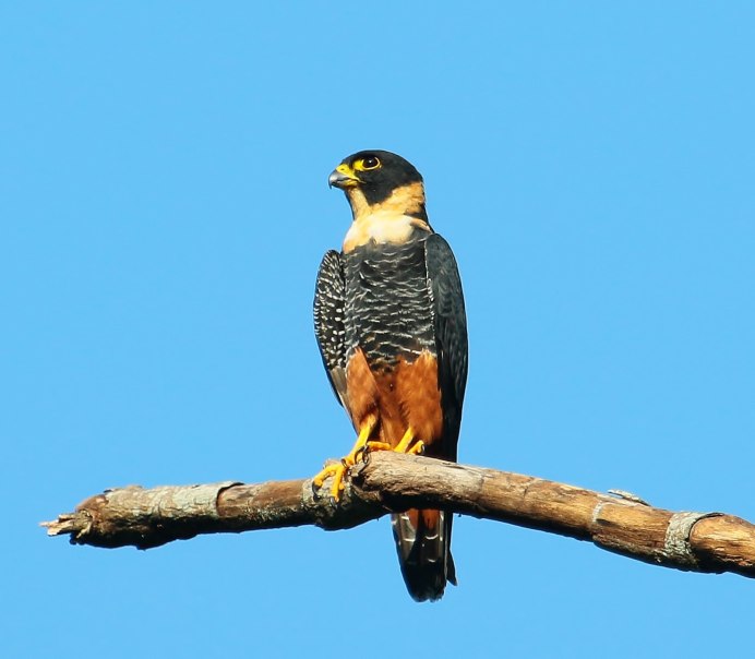 Рыжеголовый Сокол