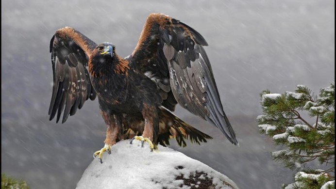 Птицы в небе