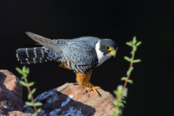 Красногорлый Сокол Falco rufigularis)