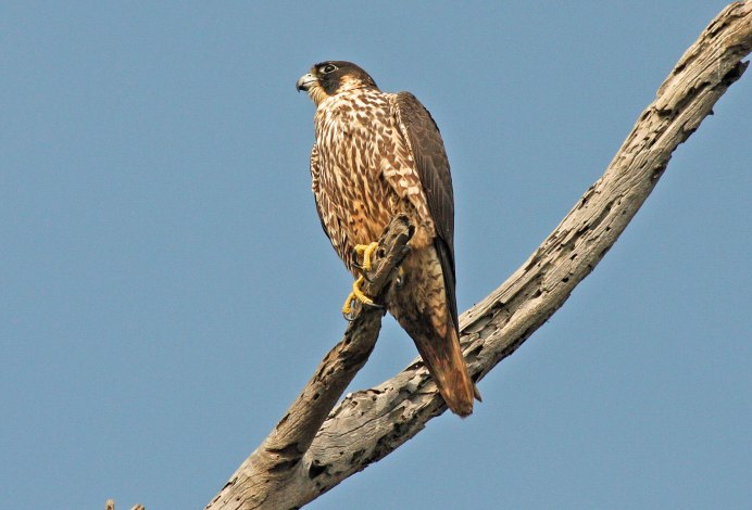 Соколиная охота с Сапсаном