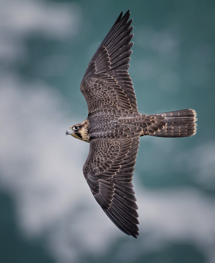 Вечерний Сокол птица