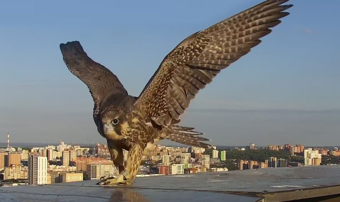 Ястреб Орел Беркут