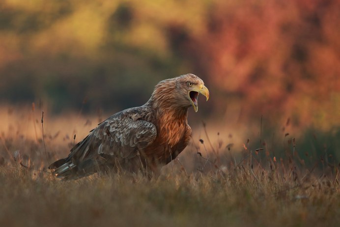 Саранчовый канюк