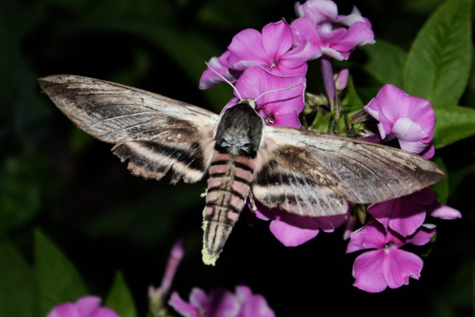 Паук pachyrhynchus congestus ocellatus