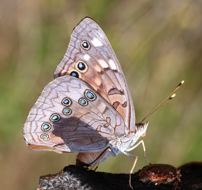 Парусник Палинур Papilio Palinurus