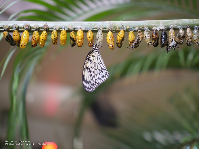 Papilio plexippus