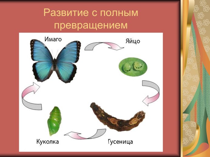 Astiotes Neonympha