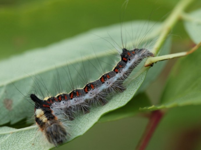 Media in category "Orgyia Antiqua (Caterpillar) перевести