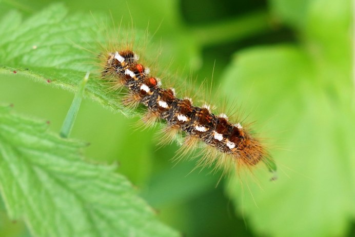 Гусеница медведицы Гикори (Lophocampa caryae)