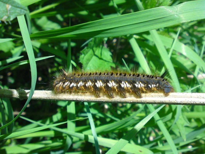 Papilio Troilus гусеница