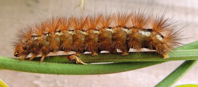 Коричневый Caterpillar гусеница