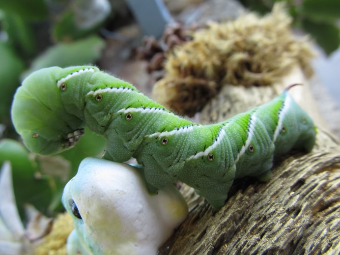 Black Caterpillar чёрная гусеница