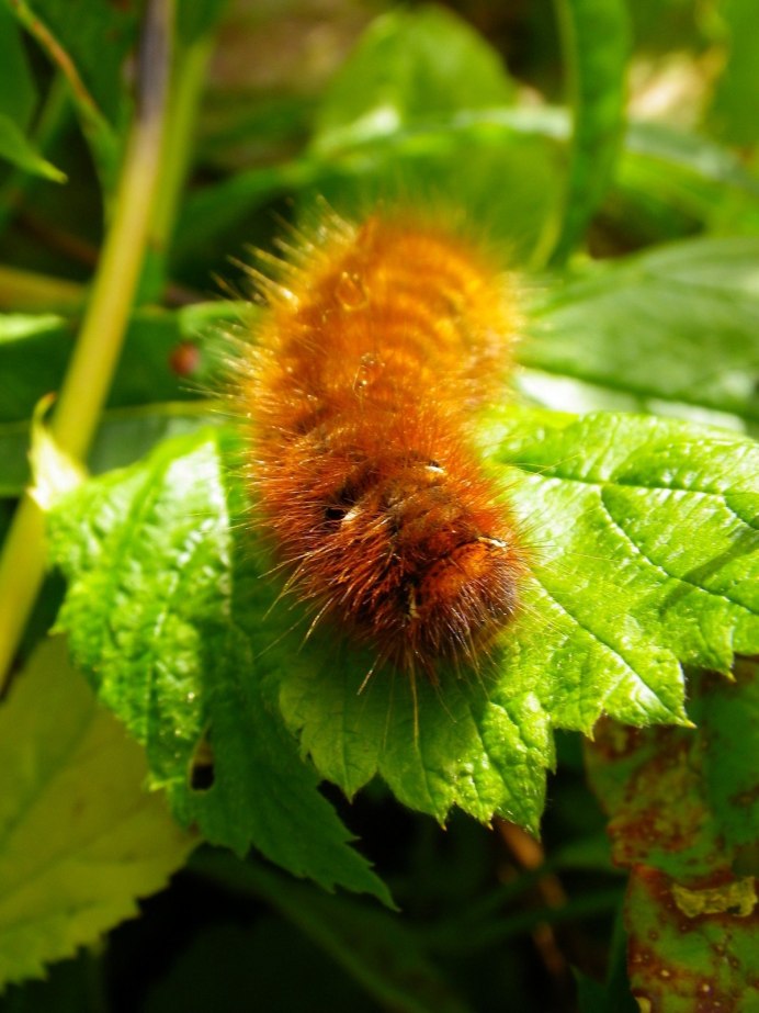 Acronicta Tridens гусеница