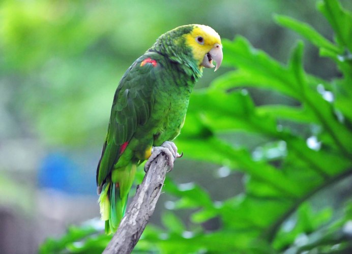 Амазон попугай виды