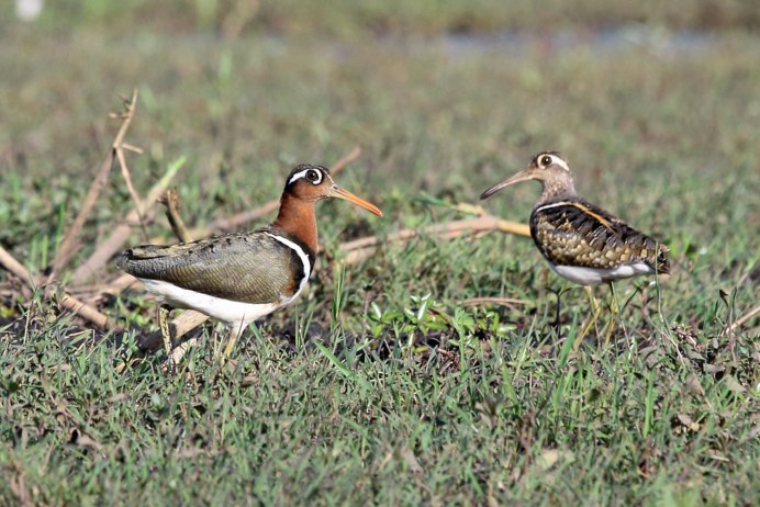 Vanellus indicus