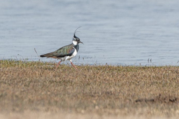 Заповедник RSPB