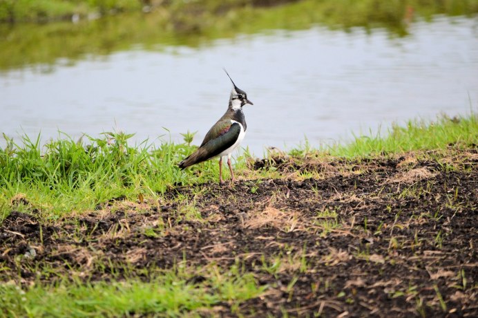 Чибис Vanellus Vanellus