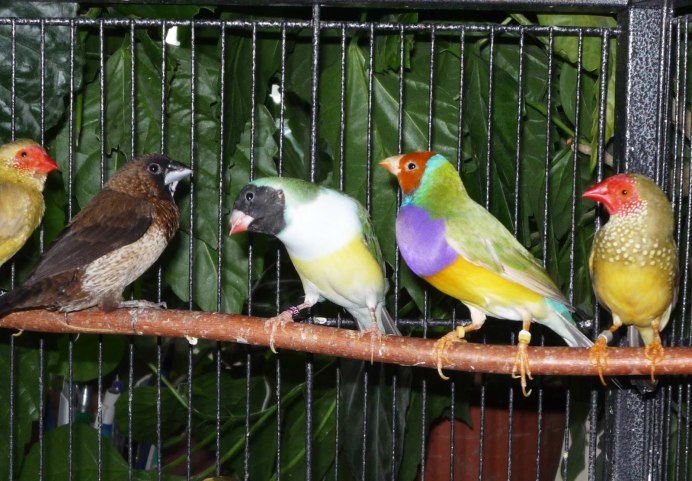 VIEWSONIC амадины