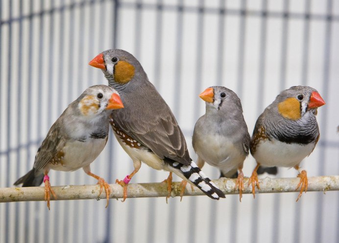 Zebra Finch птица
