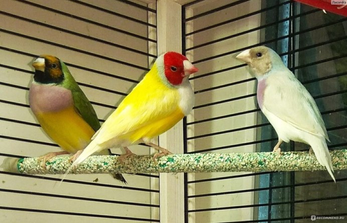 Попугай амадин