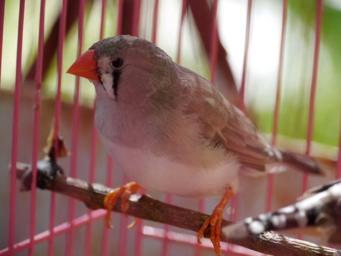 Амадина Гульда черноголовая жёлтая